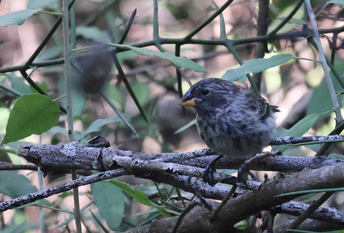 Medium Ground-Finch - ML622048697