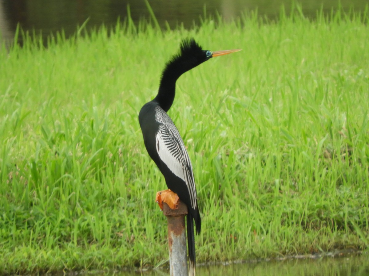 Anhinga d'Amérique - ML622048698