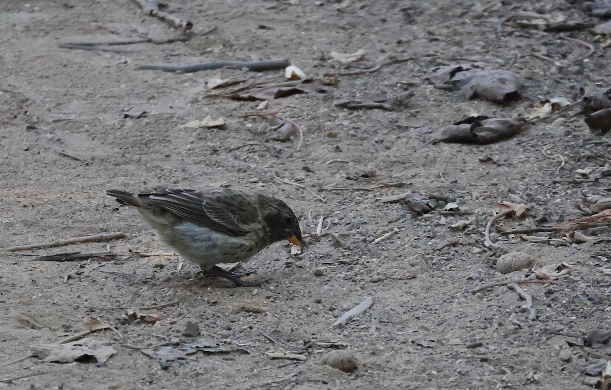 Medium Ground-Finch - ML622048699