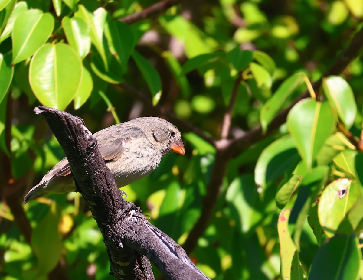 Medium Ground-Finch - ML622048700