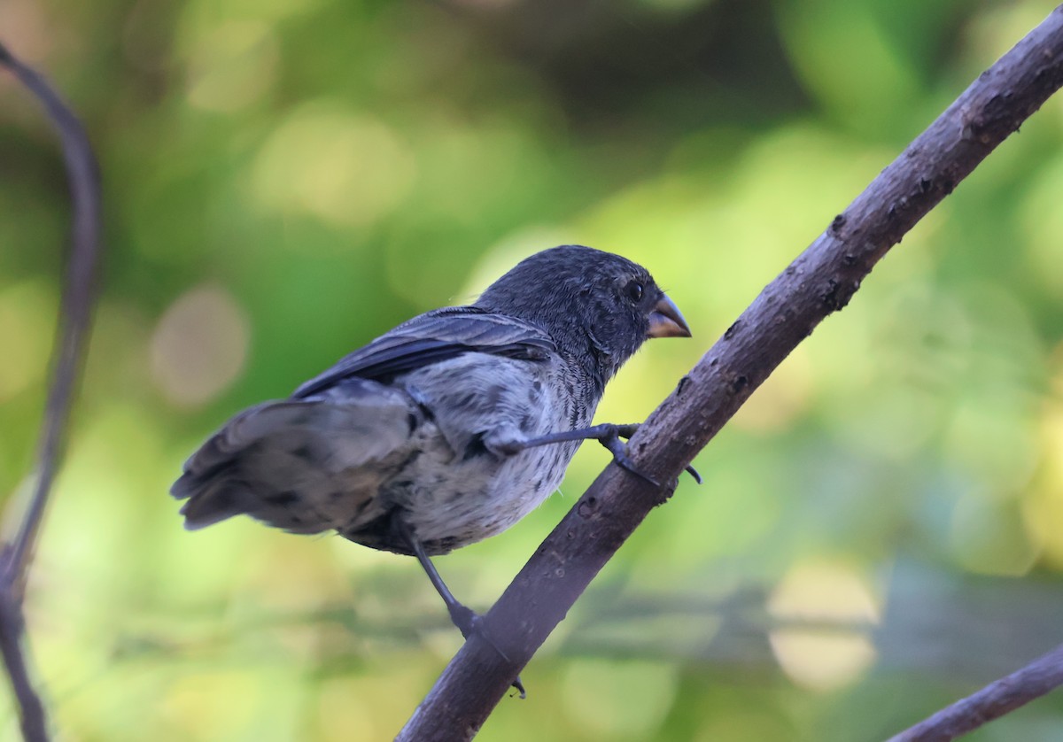 Medium Ground-Finch - ML622048701