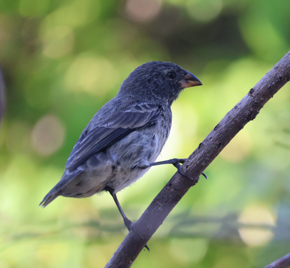 Medium Ground-Finch - ML622048702