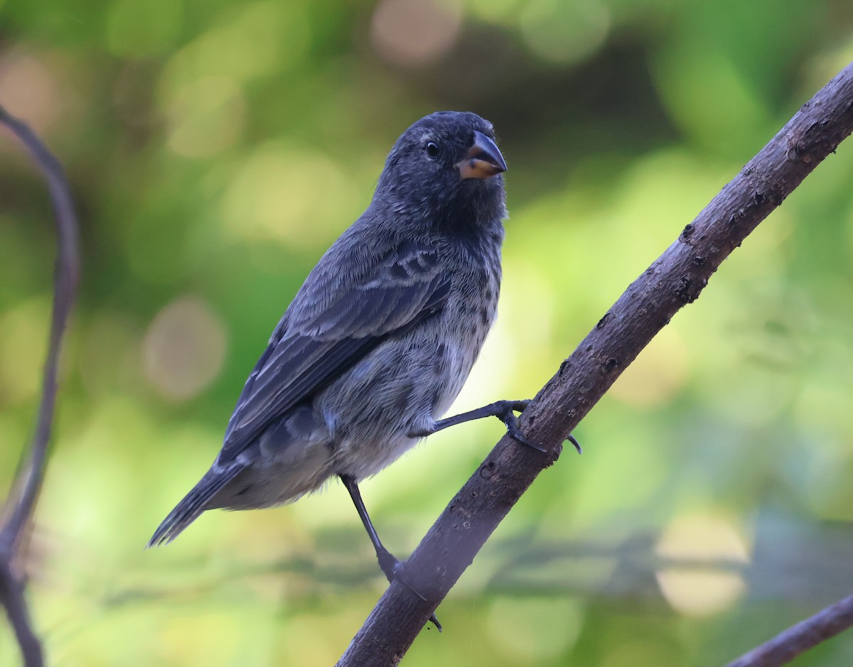 Medium Ground-Finch - ML622048703