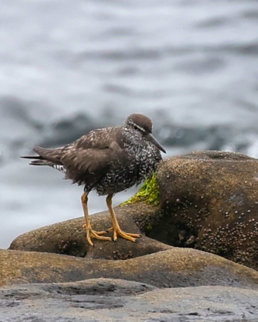 Wandering Tattler - ML622048704