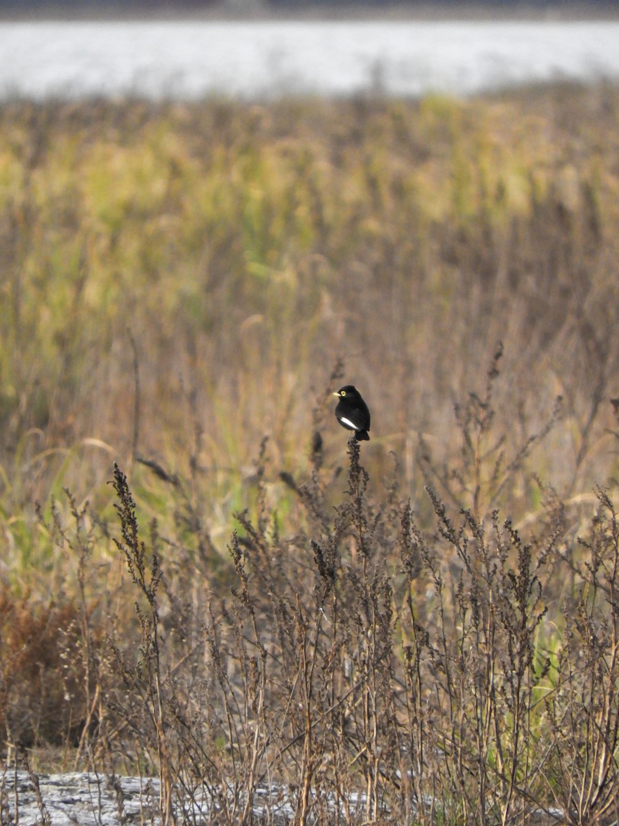 Spectacled Tyrant - ML622048709