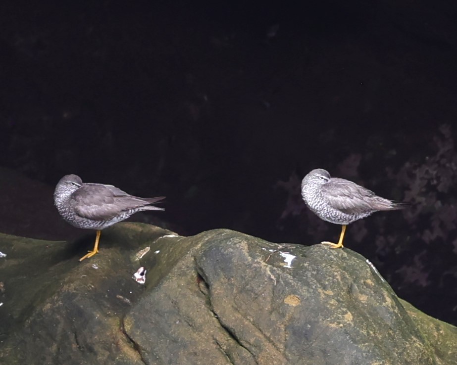 Wandering Tattler - ML622048719