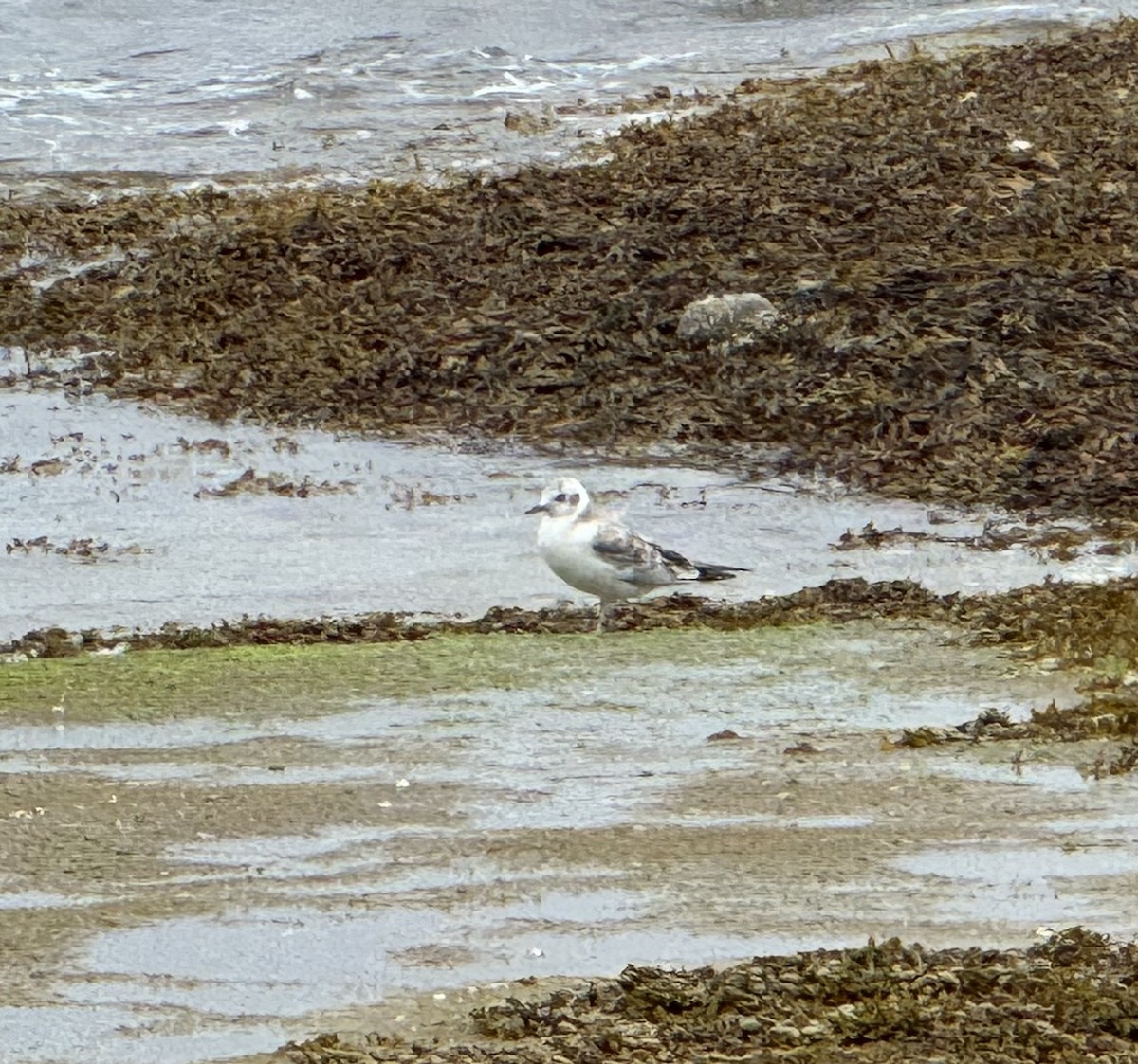 Bonaparte's Gull - Linda Maasch