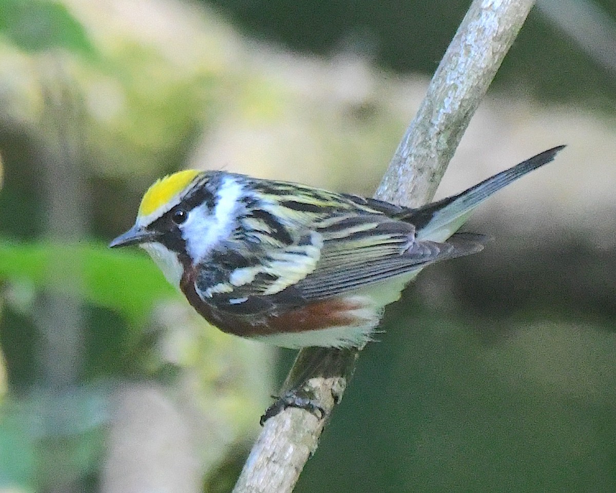 Chestnut-sided Warbler - ML622048744