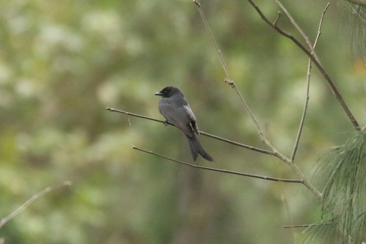 Black Drongo - ML622048745