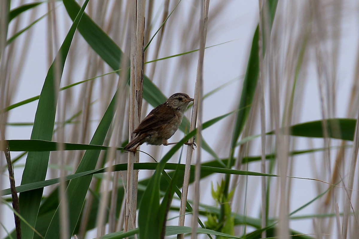 Marsh Wren - ML622048746