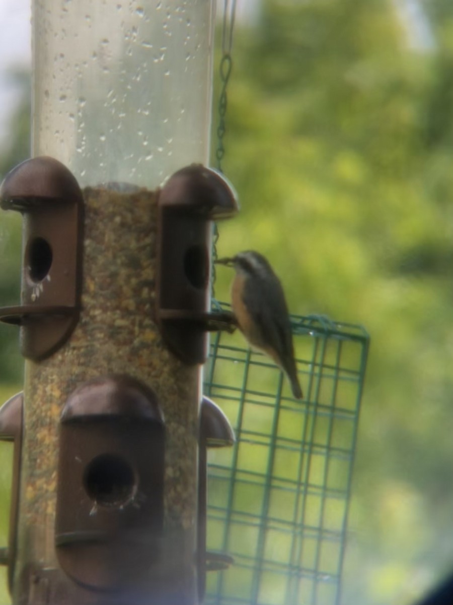 Red-breasted Nuthatch - ML622048747