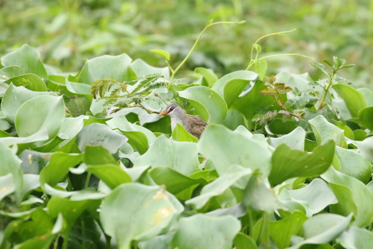 White-browed Crake - JK Malkoha