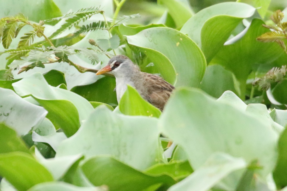 White-browed Crake - ML622048749