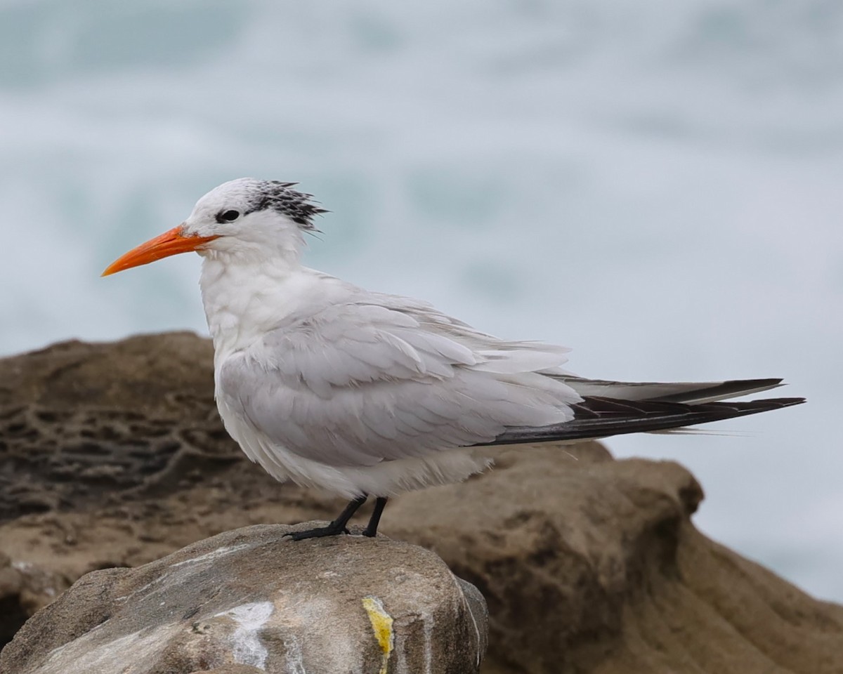 Royal Tern - ML622048750