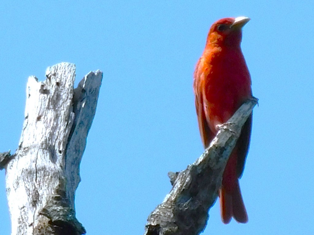 Summer Tanager - ML622048751