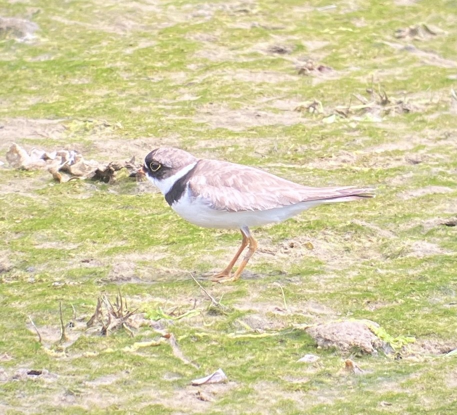 Semipalmated Plover - ML622048753