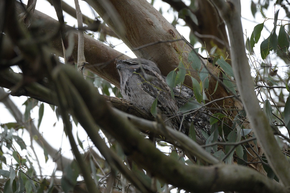 Tawny Frogmouth - ML622048754