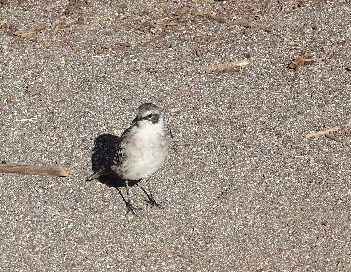 Galapagos Mockingbird - ML622048755