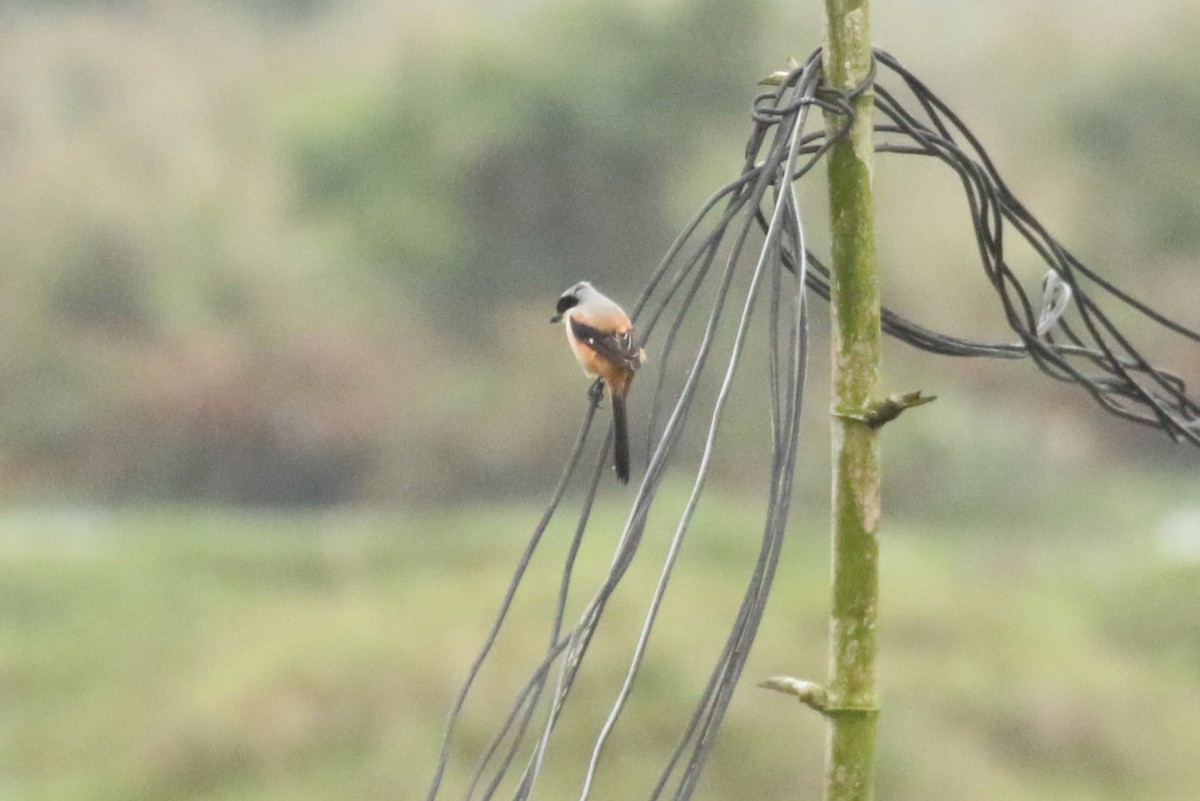 Long-tailed Shrike (schach) - Anonymous