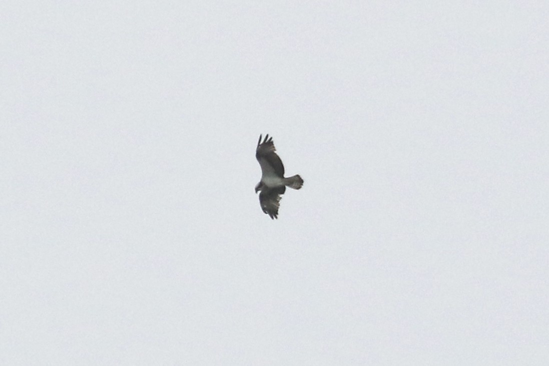 Osprey (haliaetus) - JK Malkoha