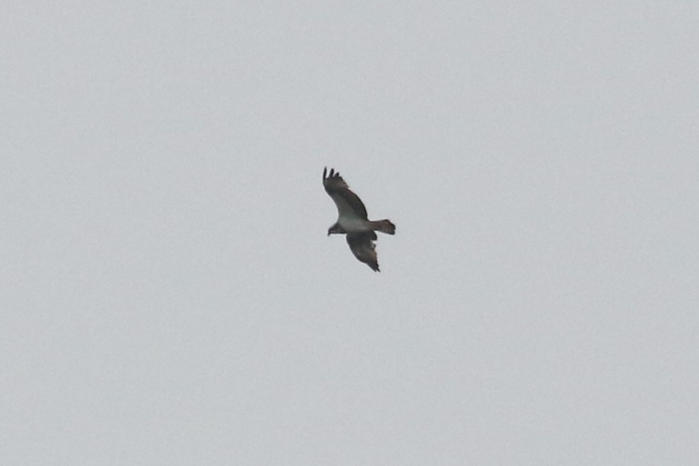 Osprey (haliaetus) - ML622048759