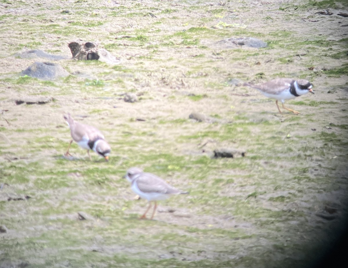 Semipalmated Plover - ML622048760