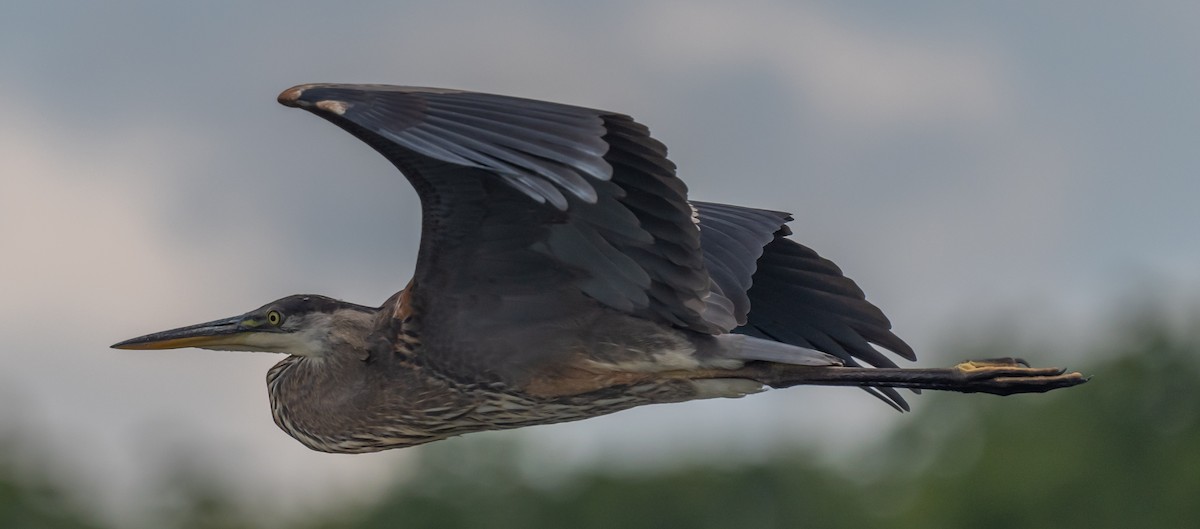 Great Blue Heron - ML622048761