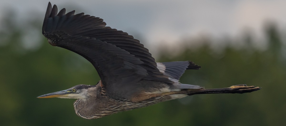 Great Blue Heron - ML622048762