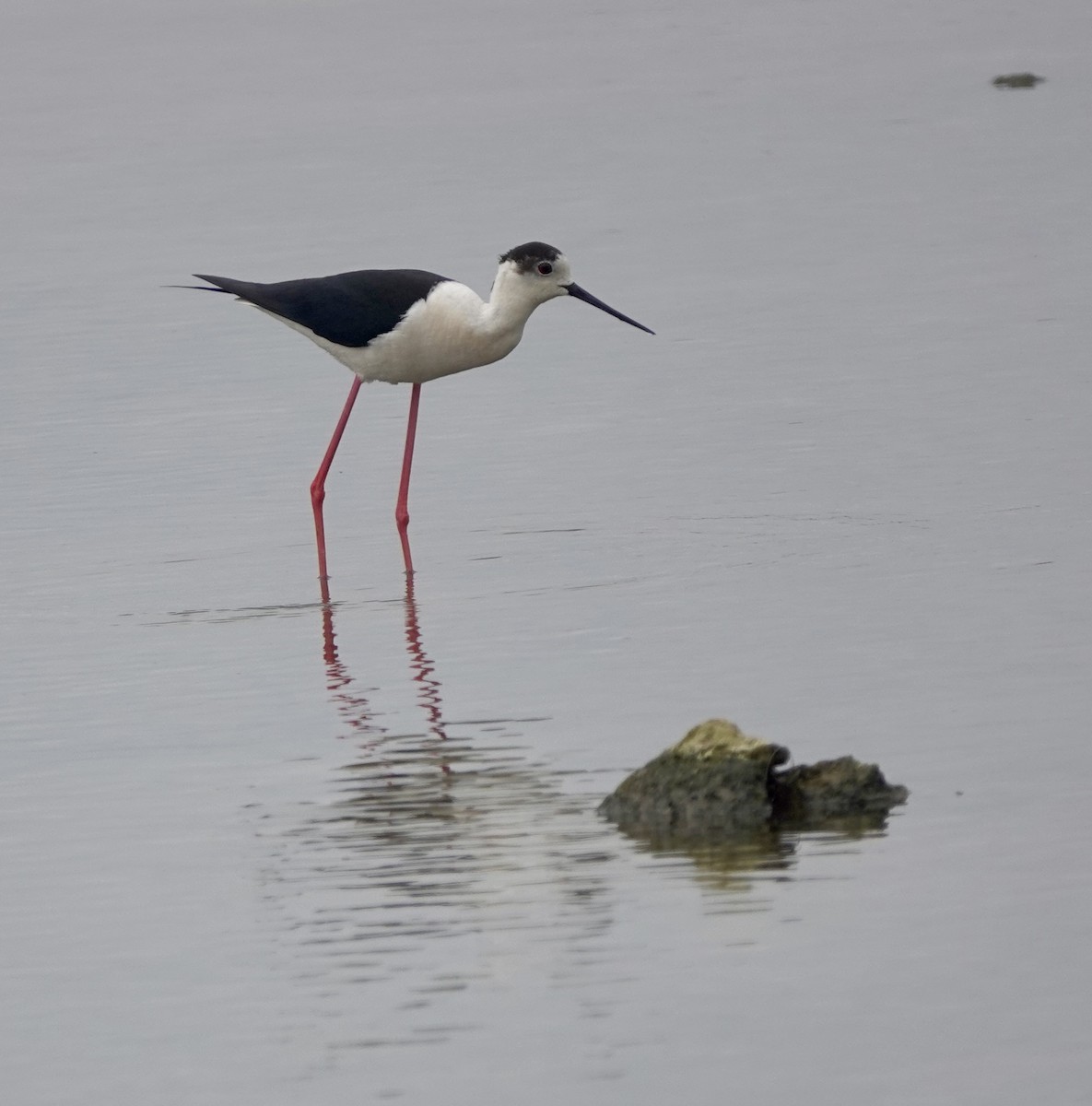 Black-winged Stilt - ML622048770