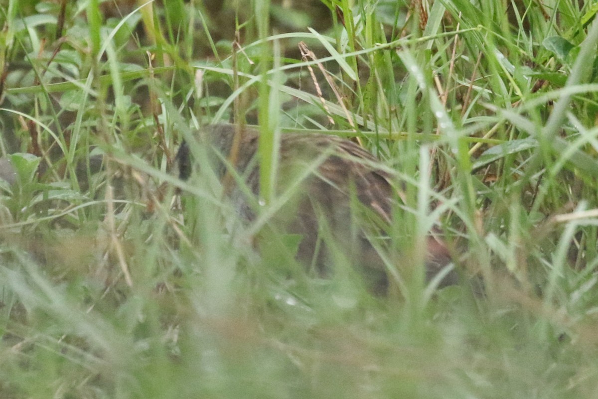 White-browed Crake - ML622048775