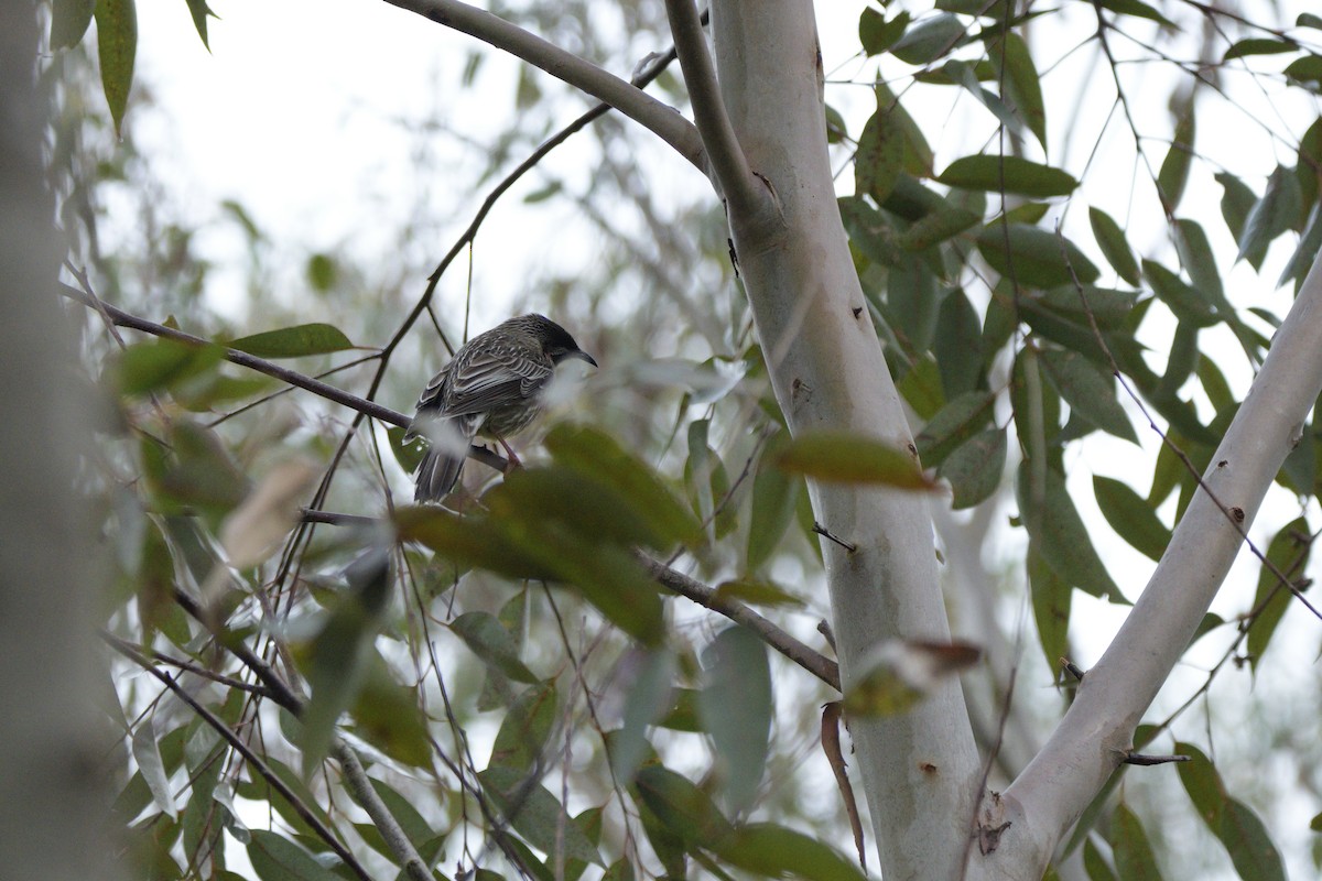 Red Wattlebird - ML622048777