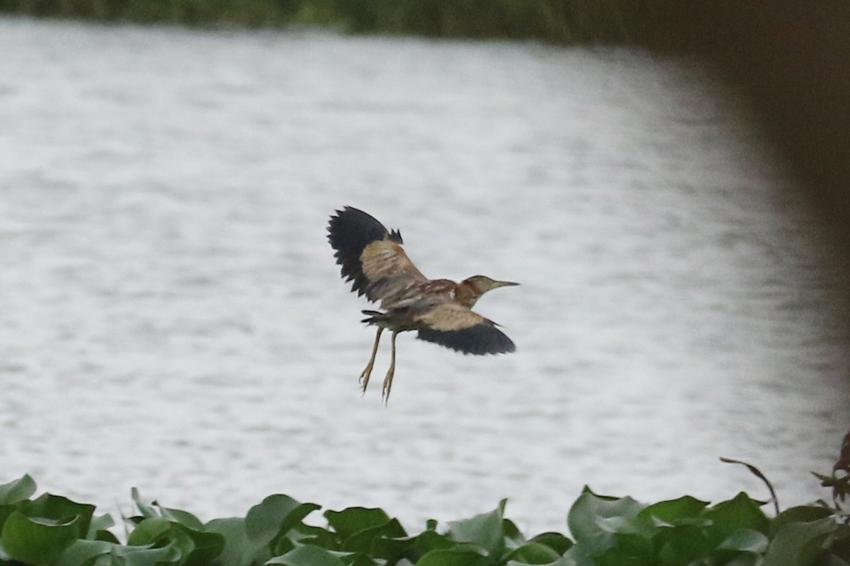 Yellow Bittern - ML622048779