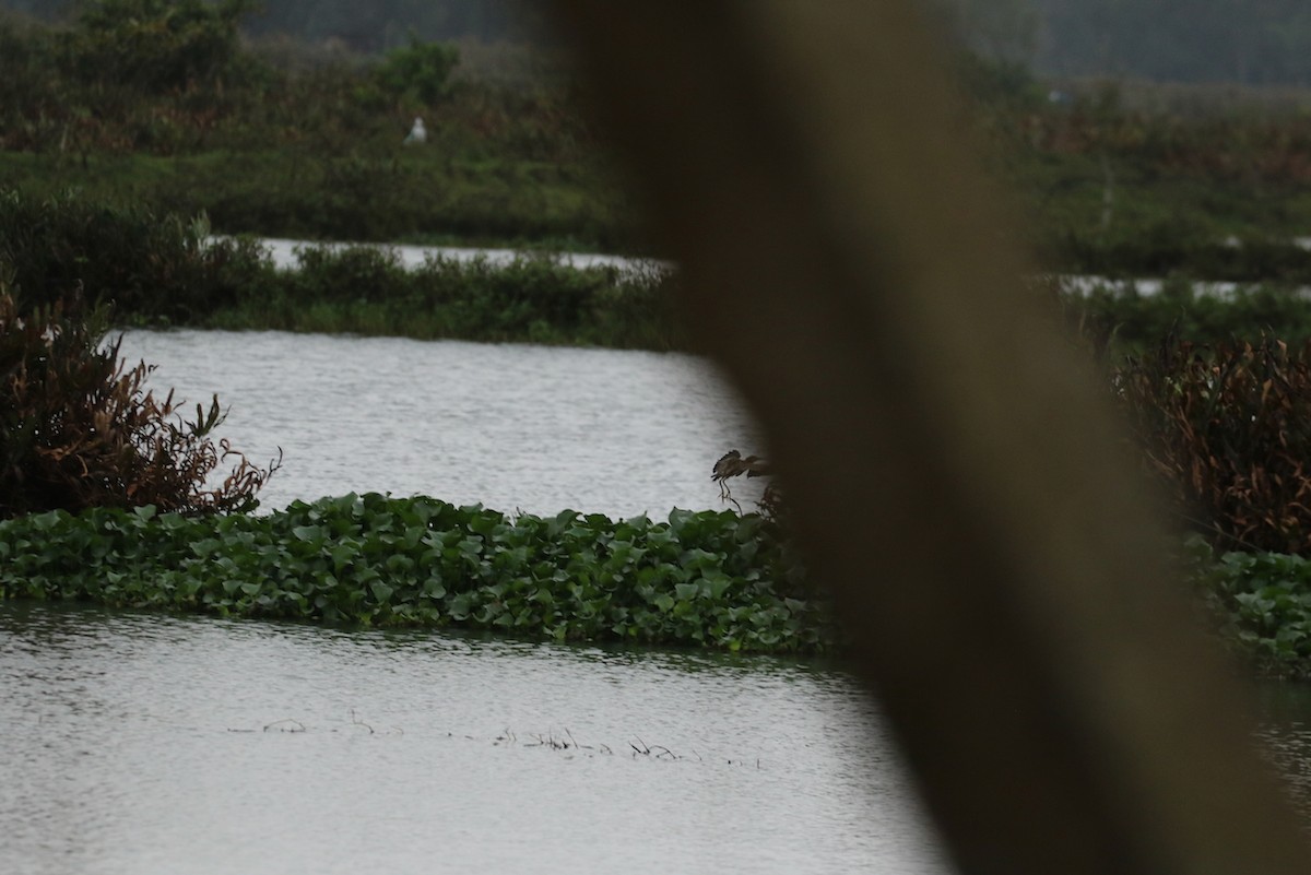 Yellow Bittern - ML622048781