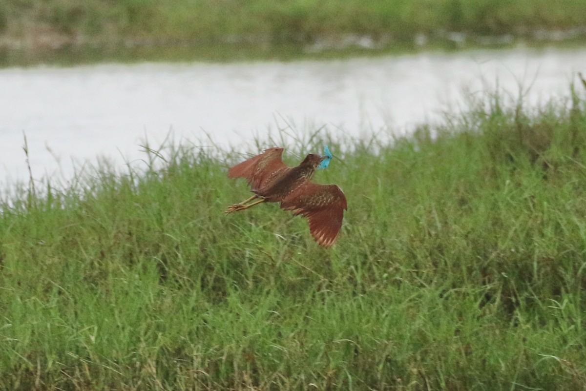 Cinnamon Bittern - Anonymous