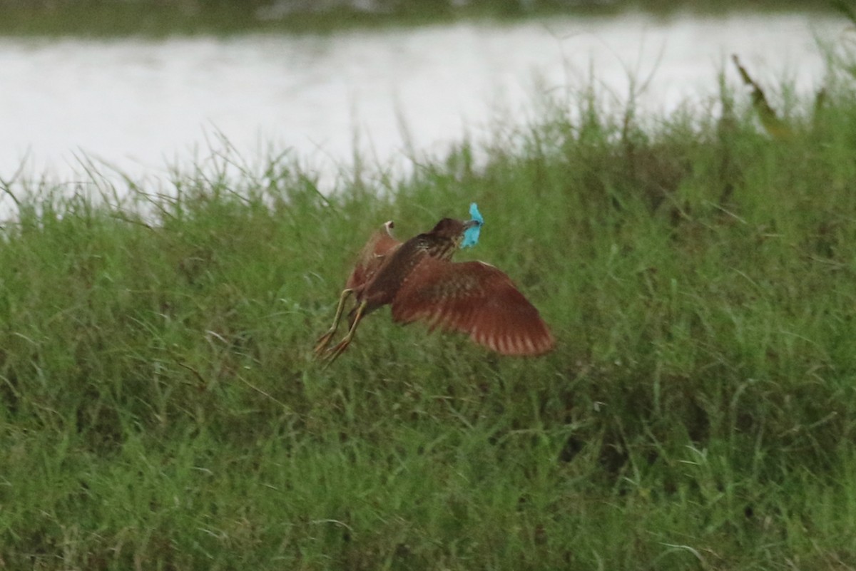 Cinnamon Bittern - ML622048783