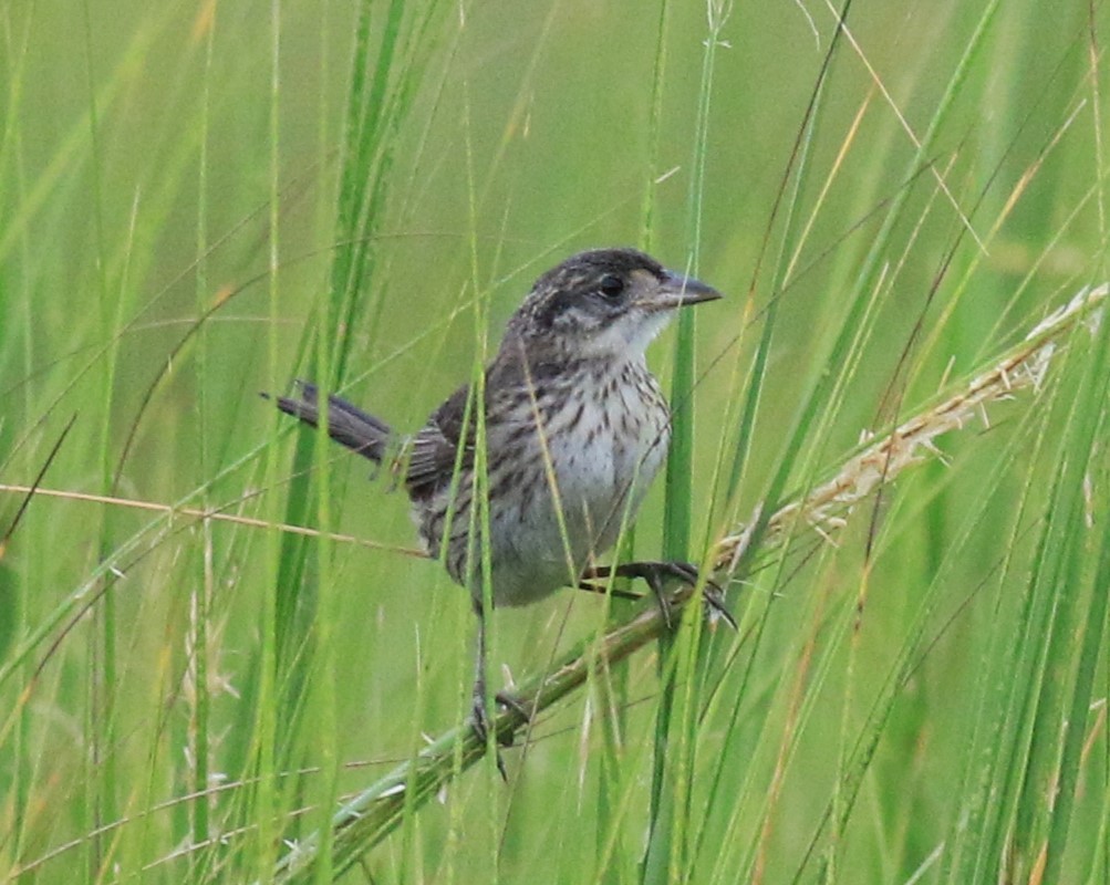 Seaside Sparrow - ML622048784