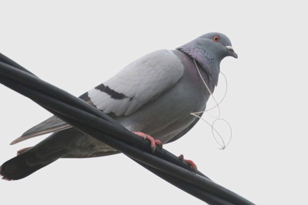 Rock Pigeon (Feral Pigeon) - ML622048811