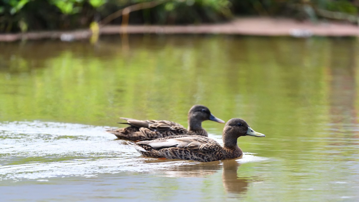 Hawaiian Duck - ML622048828