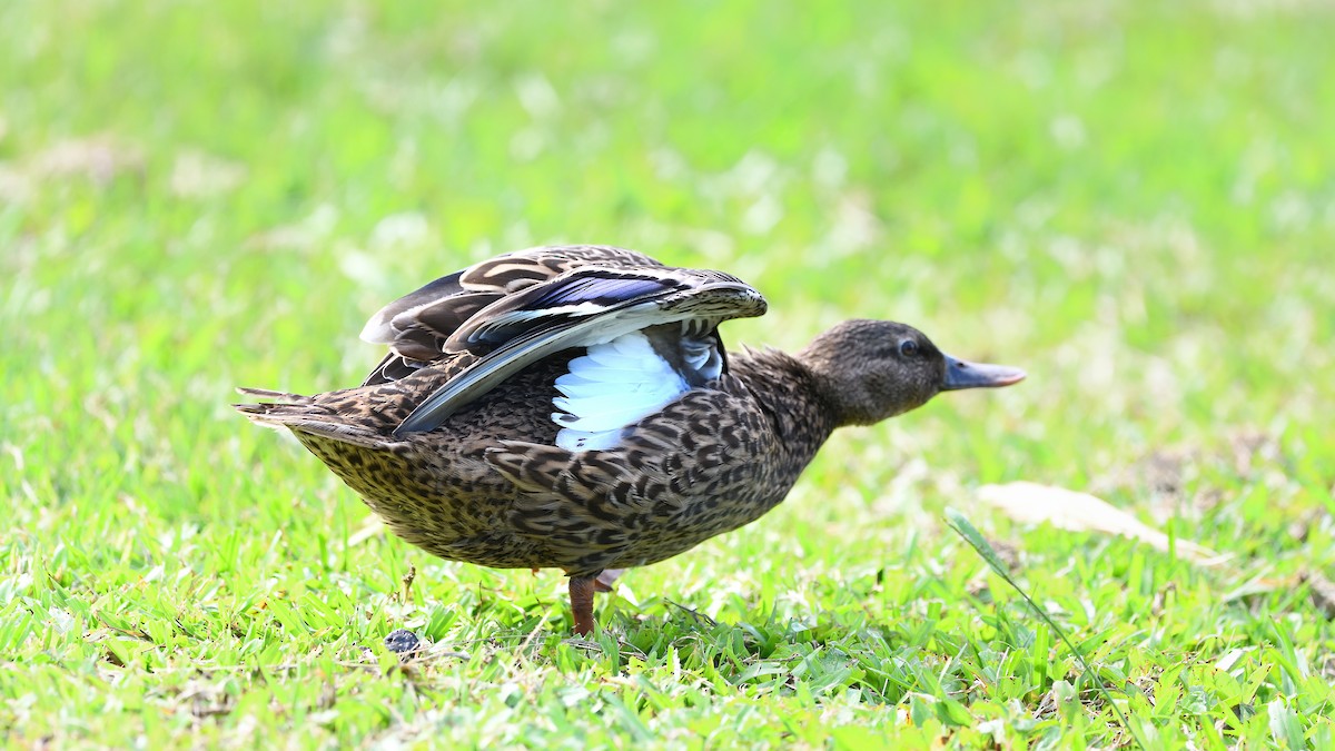 Canard des Hawaï - ML622048829