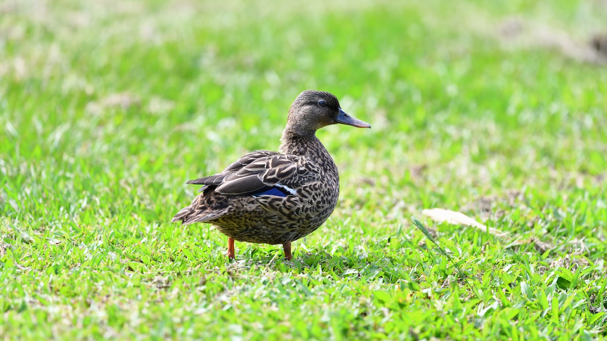 Canard des Hawaï - ML622048830