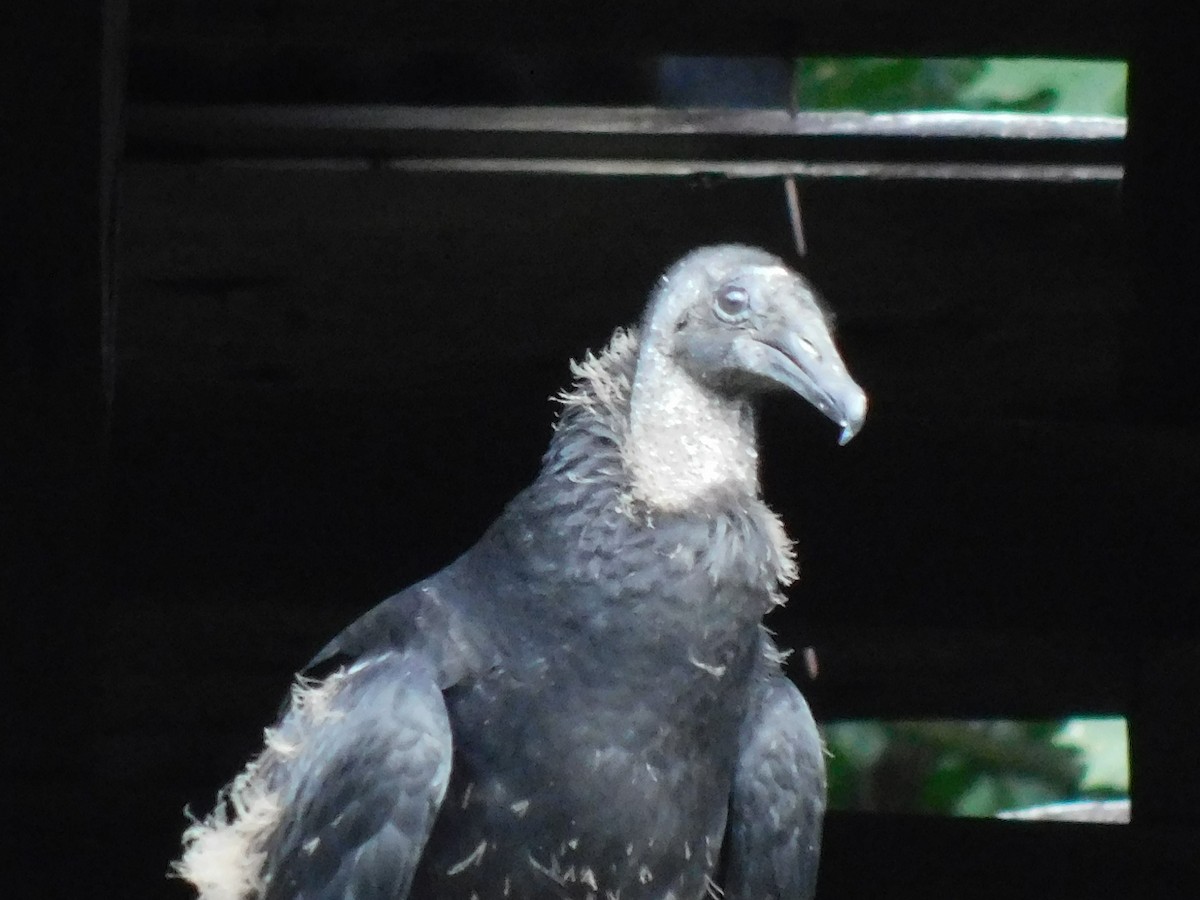 Black Vulture - ML622048831