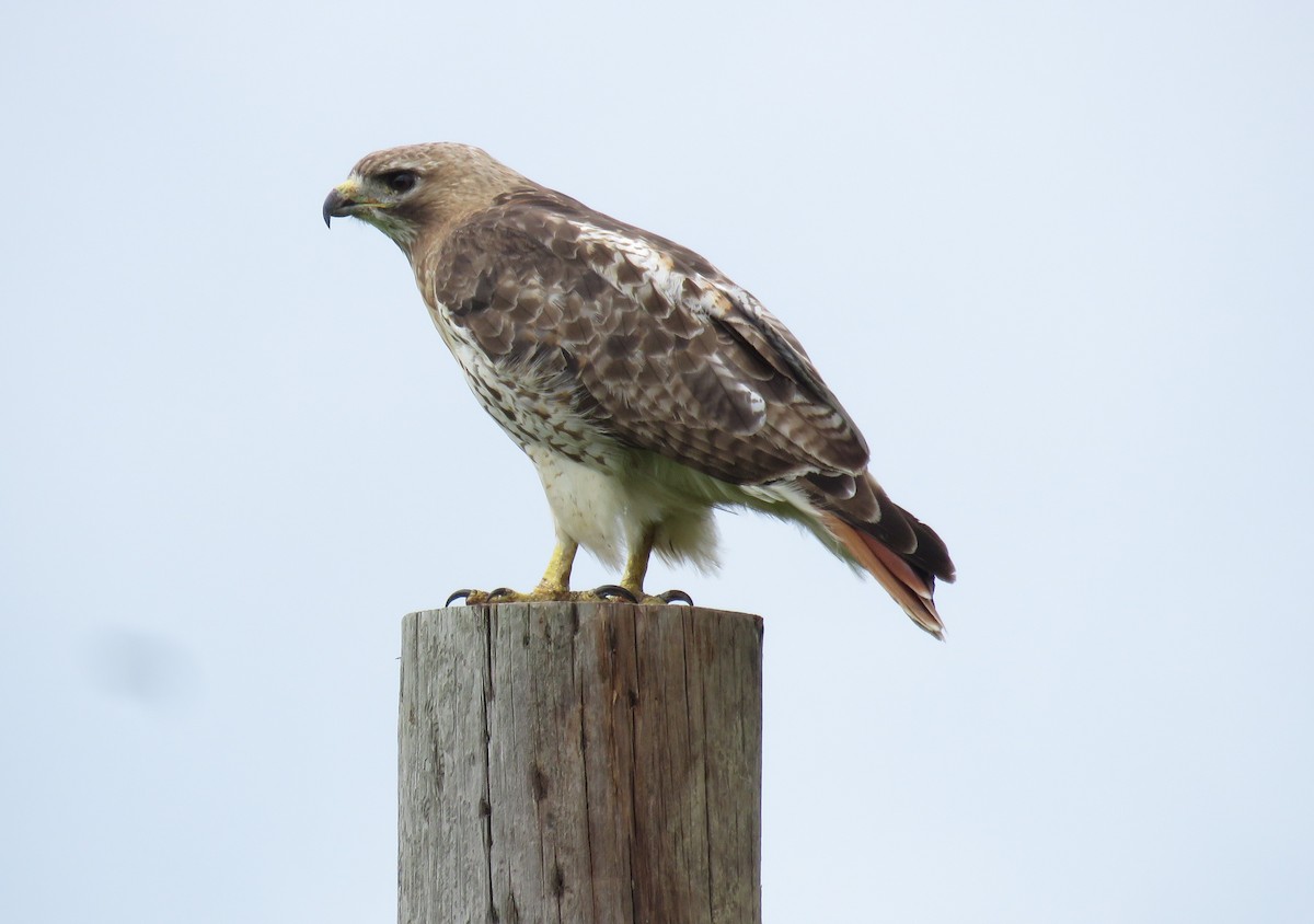 Red-tailed Hawk - ML622048833