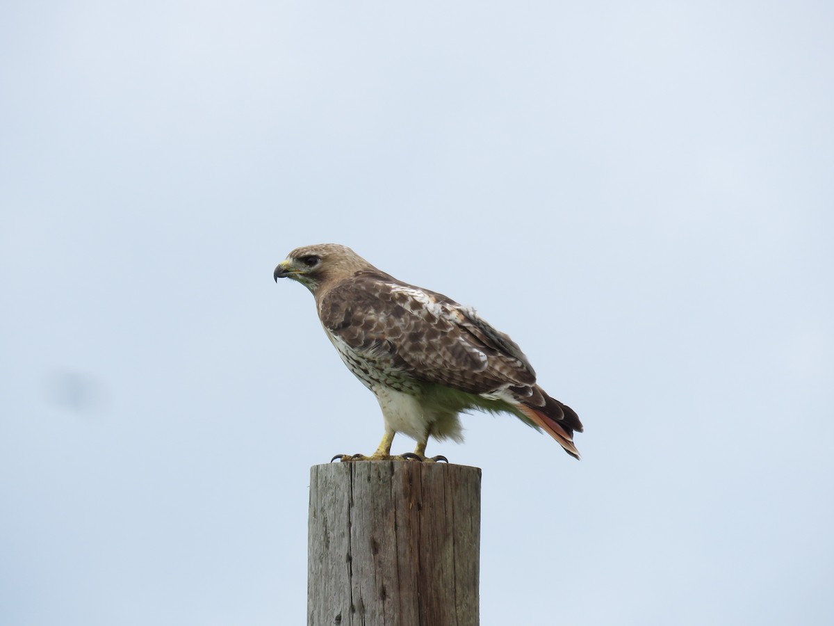 Red-tailed Hawk - ML622048834