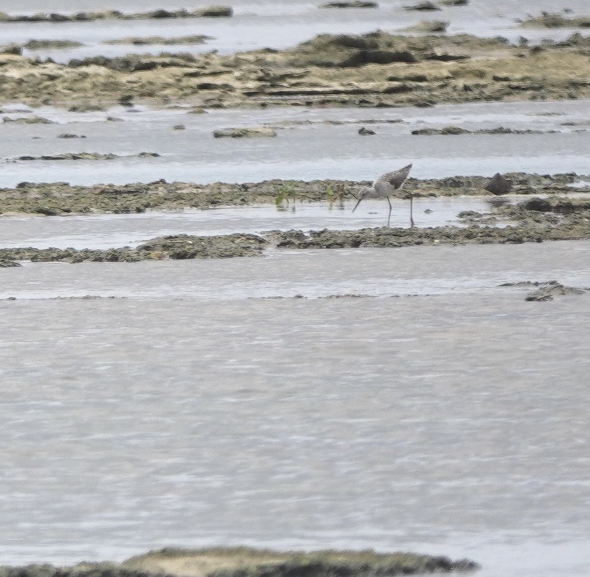 Marsh Sandpiper - ML622048836