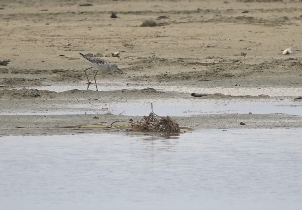 Marsh Sandpiper - Martin Kennewell