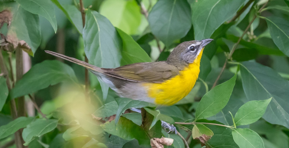 Yellow-breasted Chat - ML622048842