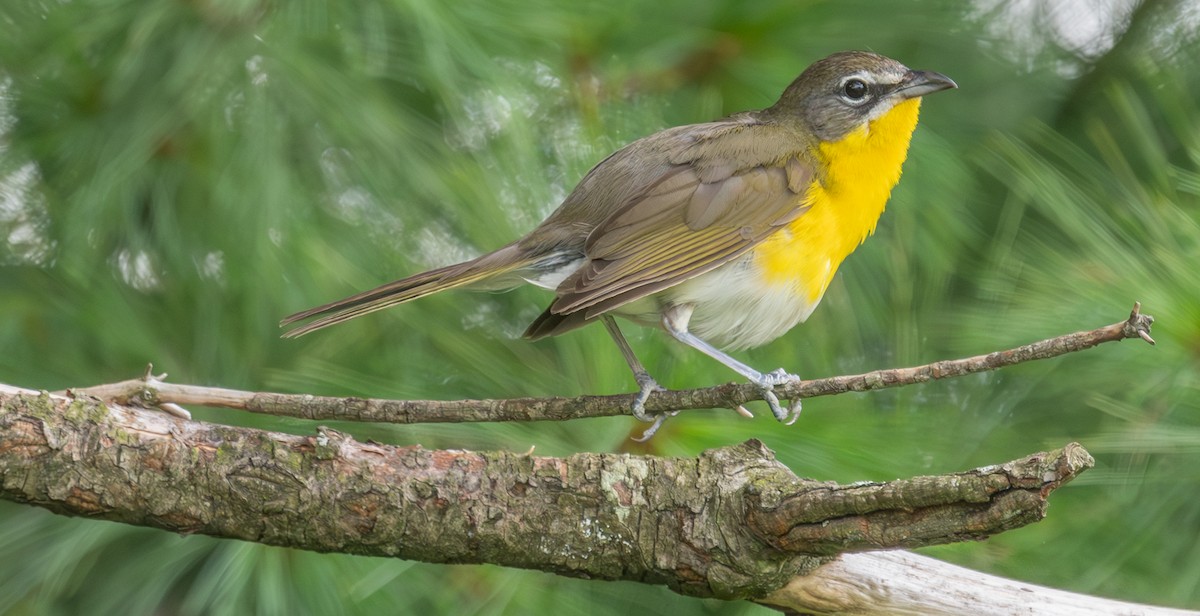 Yellow-breasted Chat - ML622048843