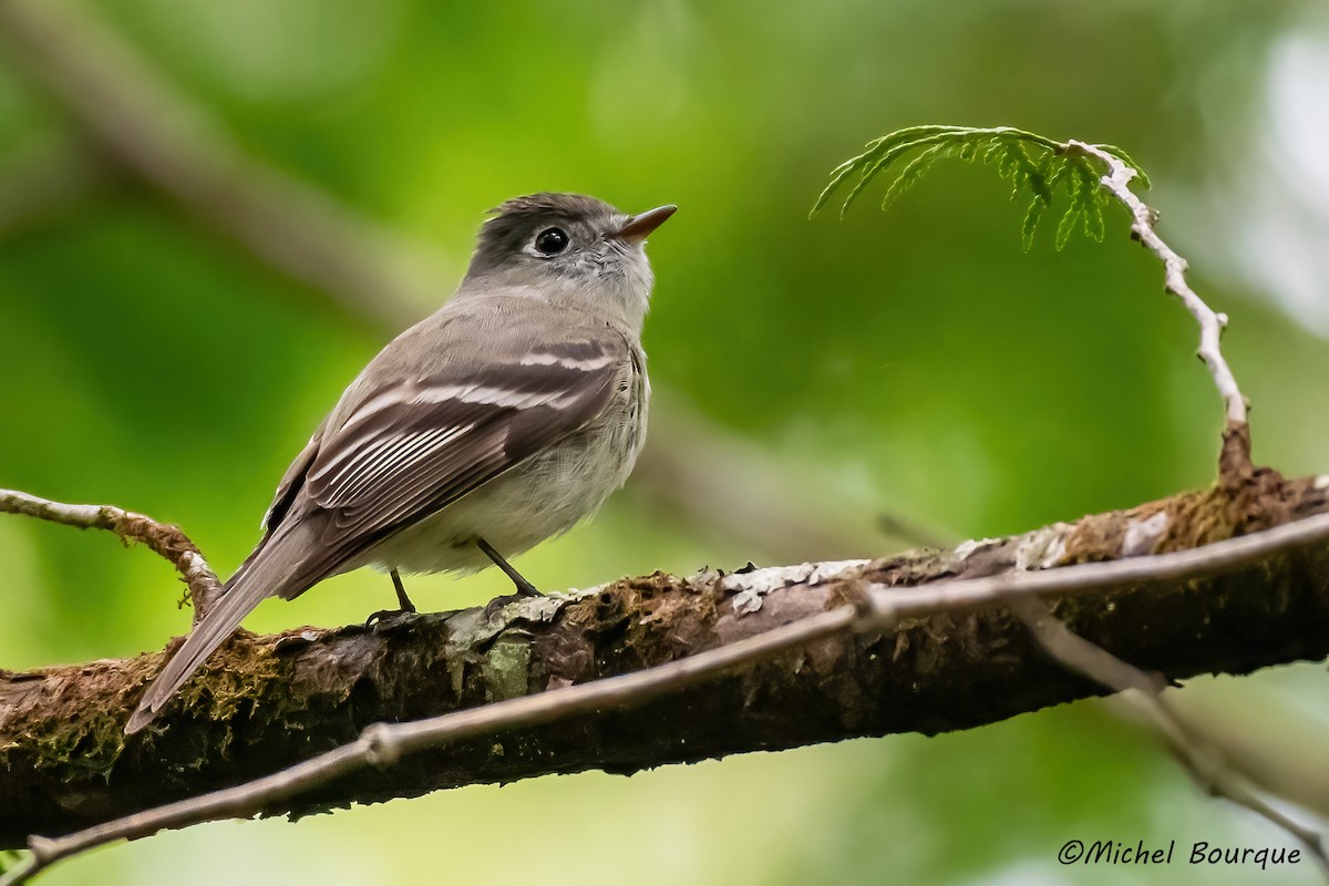 Hammond's Flycatcher - ML622048848