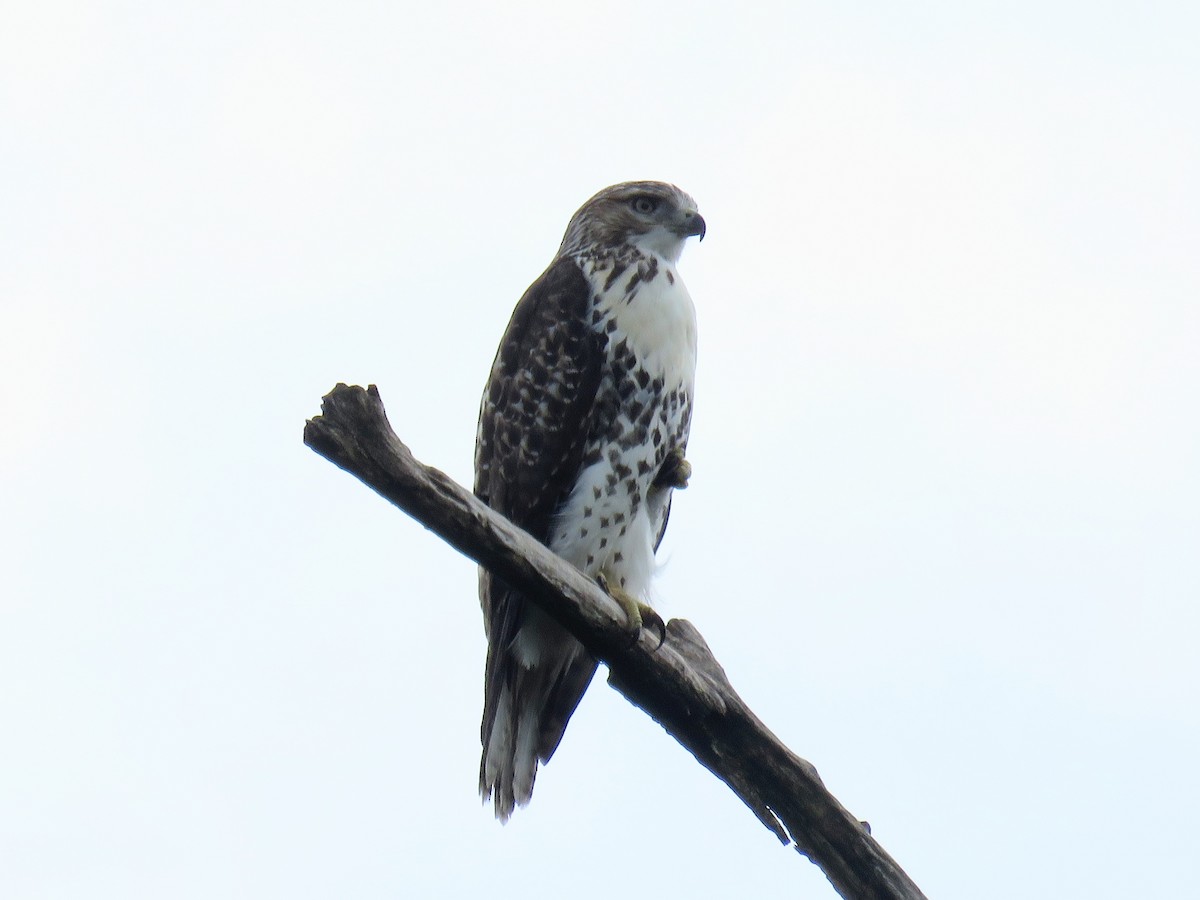 Red-tailed Hawk - ML622048849