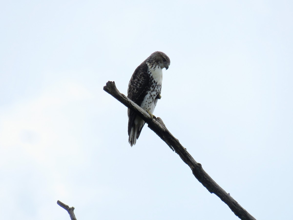 Red-tailed Hawk - ML622048850
